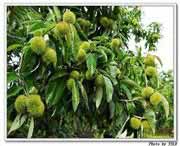 罗田天气预报一周