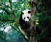 宝兴天气预报5天